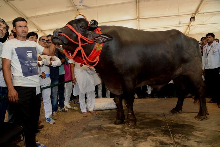 bull 
Measuring 9 feet in length and standing at 5 feet 9 inches . Yuvraj is years old and weighs around 3306 lbs. It's equal to the weight of three average bulls . This bull breed semen is highly demanded. Breeders are ready to pay high. One unit semen is diluted into 500 doses. Each dose is priced at Rs. 300. In last 4 years, bull has become the proud father 0f more than 1,50,000 calves. This bull has doubled the turnover of many businessmen! 
3.jpg