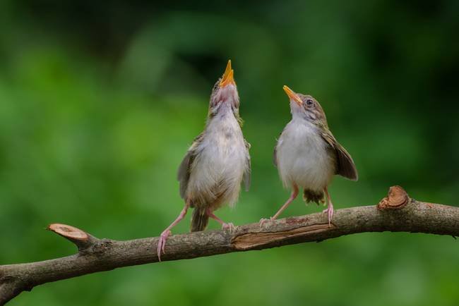 Singing-birds_art.jpg