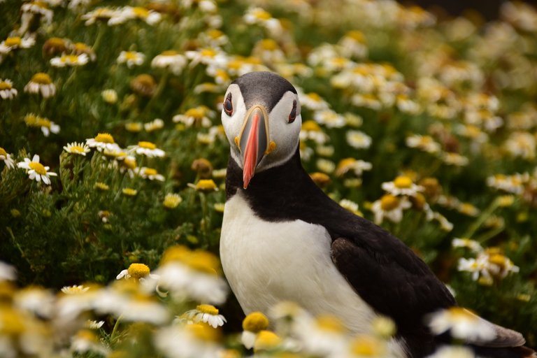 Puffins skomer - by steve j huggett.JPG