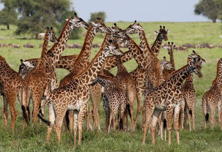 456_mbalageti_giraffe.jpg