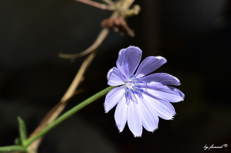 violet blue 1.jpg