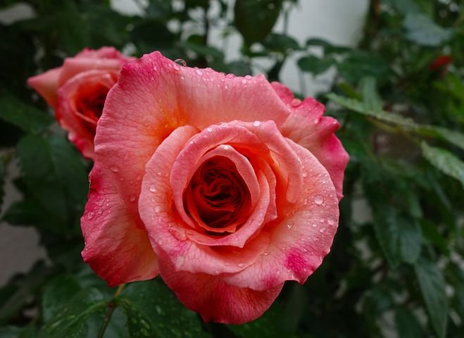 rose-3406361__480.jpg