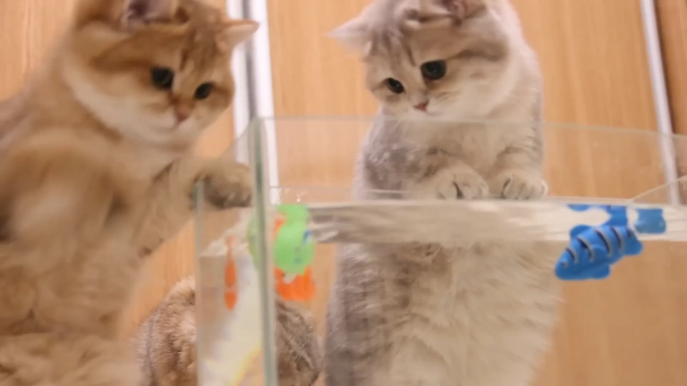 Kittens and Cats learn Сatches FISH. 🐟🐠 Too funny  Too cute.mp4_resim2.png