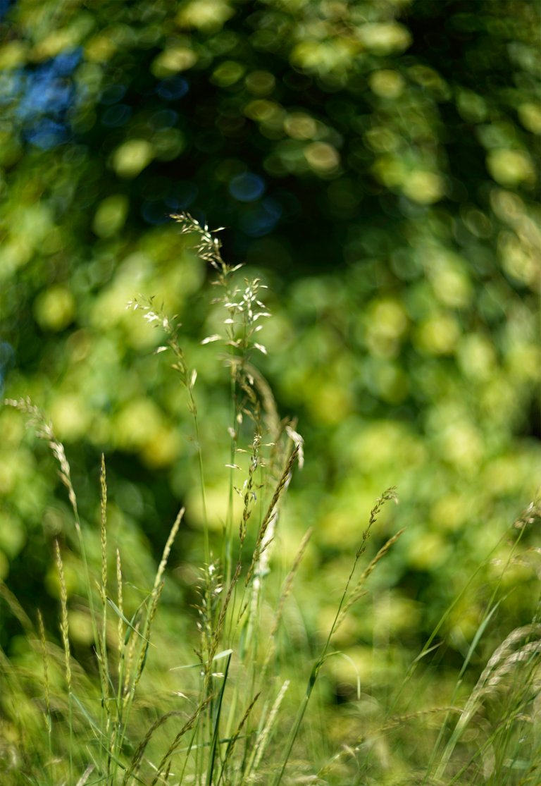 grasses green bokeh 3.jpg