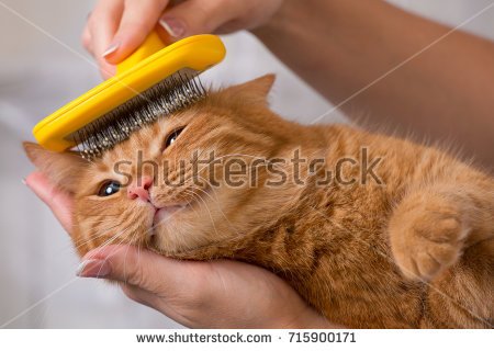 stock-photo-woman-combing-her-redhead-cat-715900171.jpg