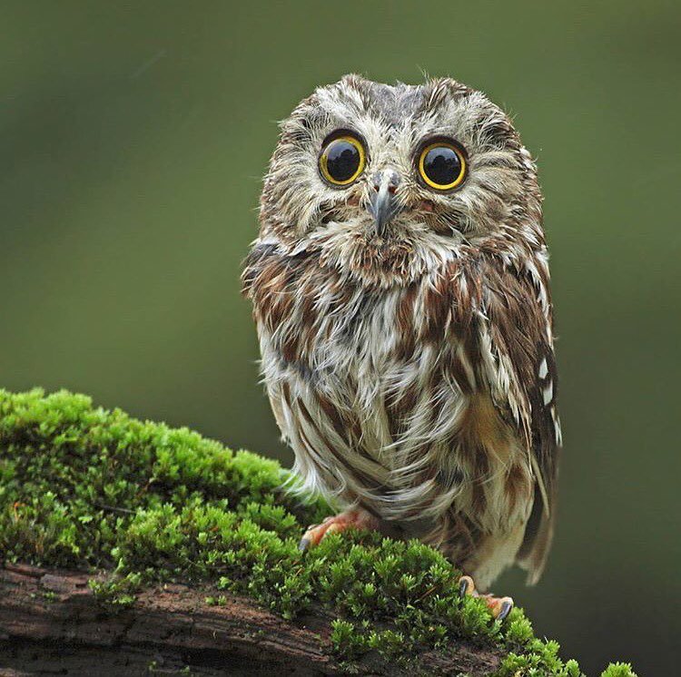 Saw whet owl - David Hemmings.jpg