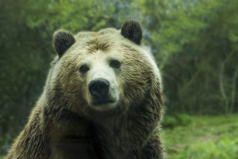 bear-1245807_1280.jpg