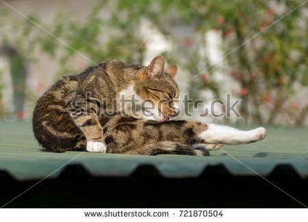stock-photo-beige-black-and-white-cat-cleaning-itself-on-a-garage-roof-721870504.jpg
