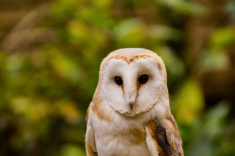 the Secret  owl garden picton castle - by steve j huggett.jpg