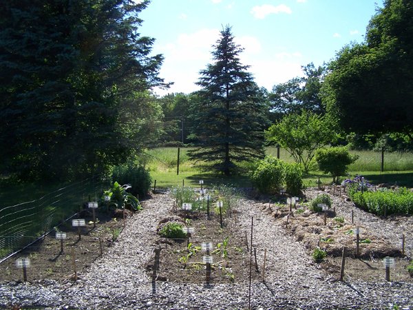 New Herb garden - Rows 1,2,3 before crop June 2018.jpg