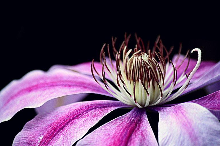 clematis-3485218_1920.jpg