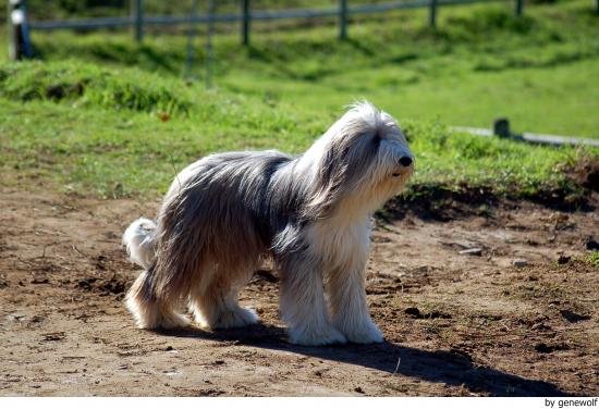 Bearded_Collie_4647.jpg