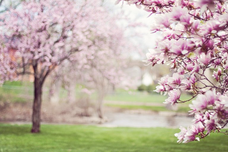 magnolia-trees-556718_1920.jpg