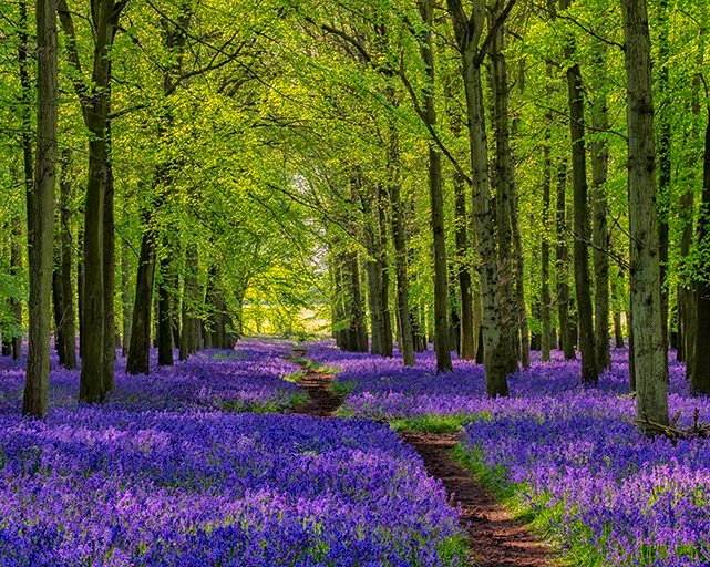 bluebell_walks_london.jpg