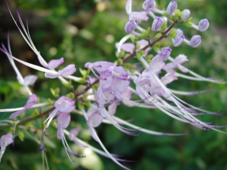 Queen Sirikit Park - flower