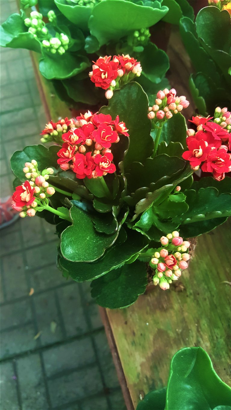 red_flower_cactus.jpg