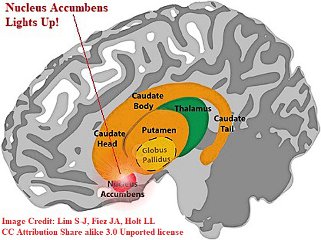 nucleus accumbens2 Lim S-J, Fiez JA and Holt LL 3.0 unported.jpg