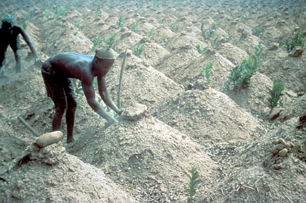 Yam-Cultivation.jpg.cf.jpg