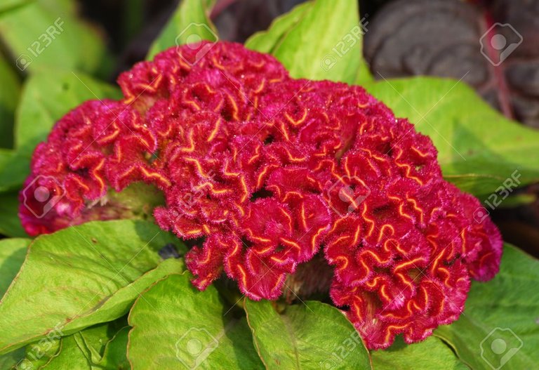 Amaranthus.jpg