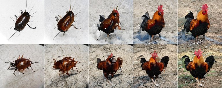 cock_roach.jpg