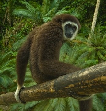 gibbon_on_branch.jpg