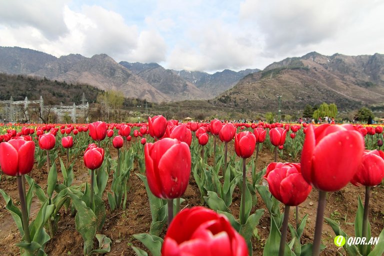 tulip garden kashmir 99994.jpg