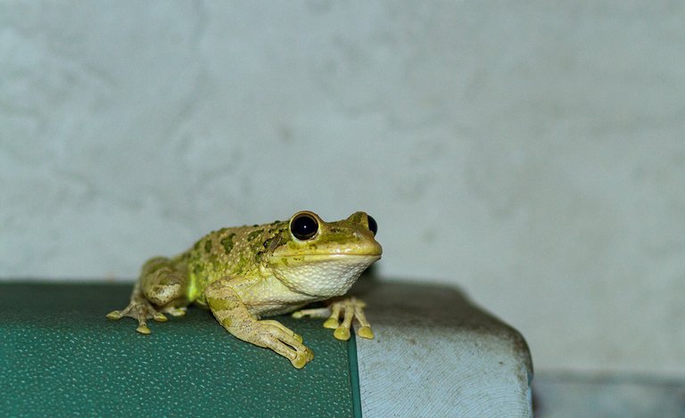 frog on hose box.jpg