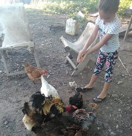 gallinas4.jpg