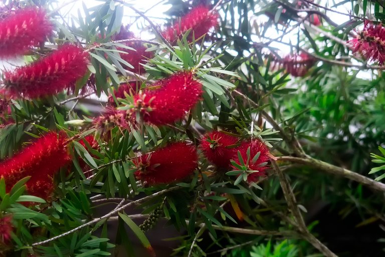 BottleBrush_3.jpg