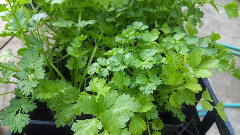 cilantro-2192646_1920.jpg