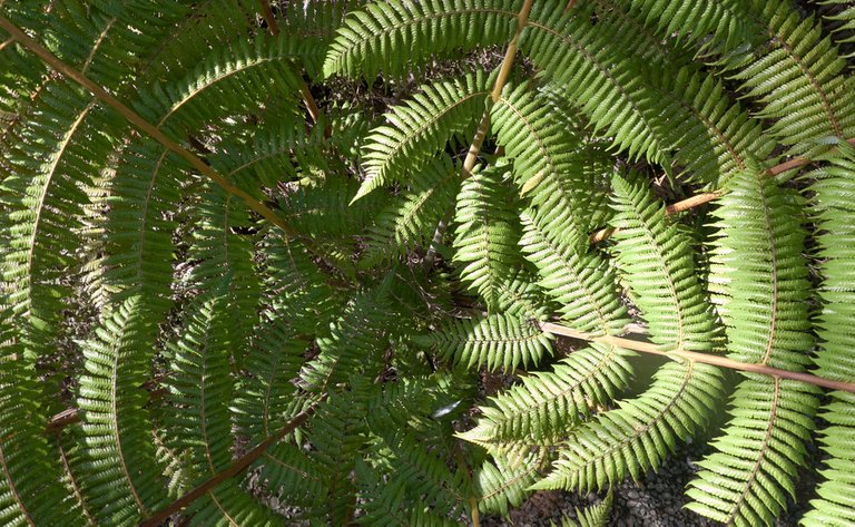 6089367507-fern (FILEminimizer).jpg