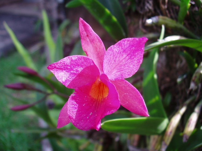 Queen Sirikit Park - orchids