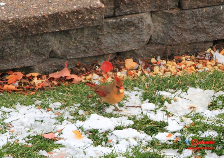 Northern Cardinal PFW01-22.JPG