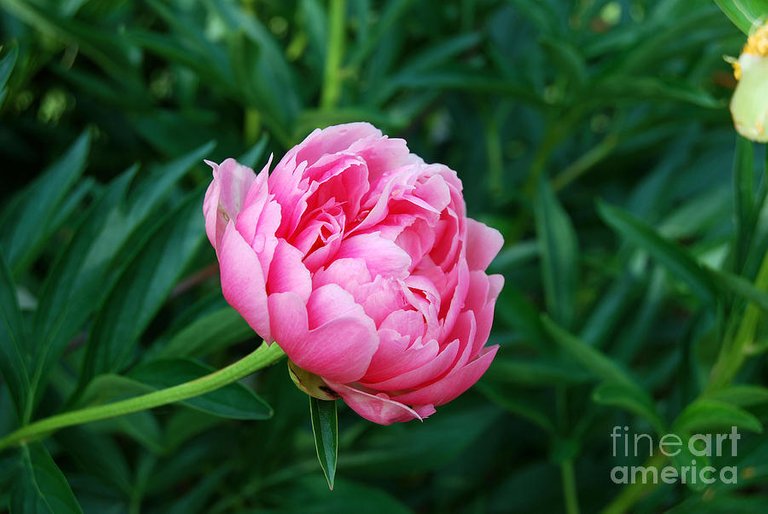 pink-peony-flower-series-2-eva-kaufman.jpg