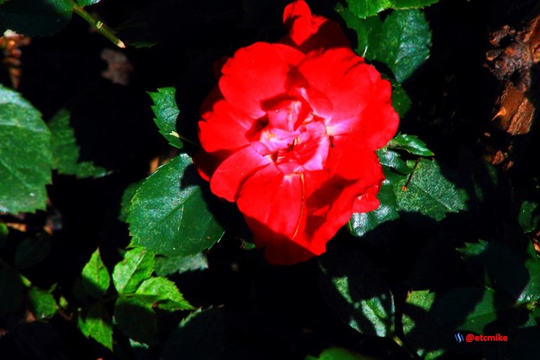 red rose M00_0021.JPG