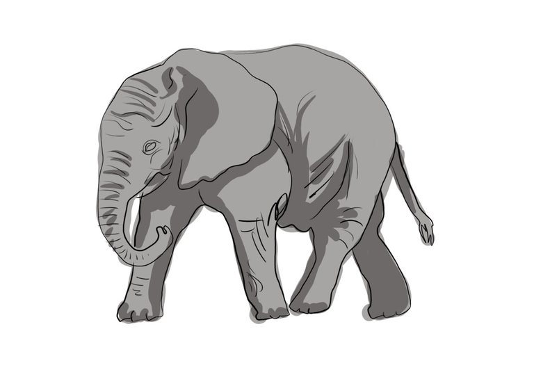 elephant (457).jpg