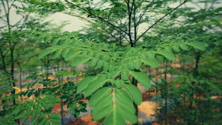 Organic-Moringa-Farm-1.jpg