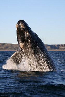 250px-Southern_right_whale.jpg