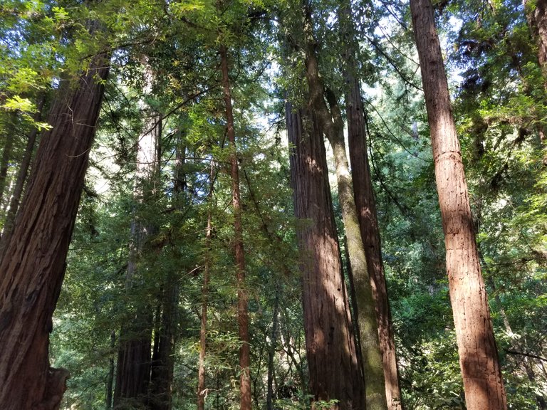 Redwoods2.jpg