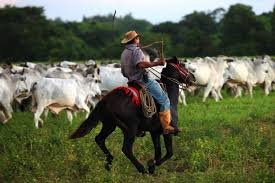 los llanos y su gente.jpg