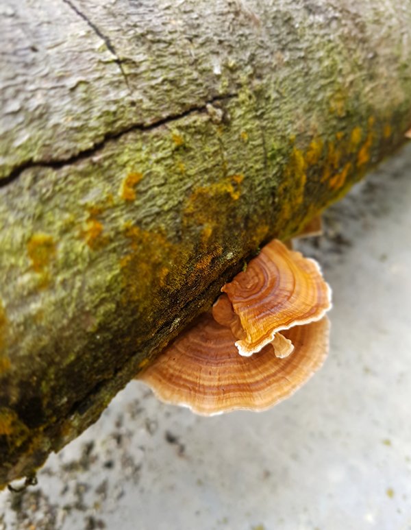 Mushroom01.jpg