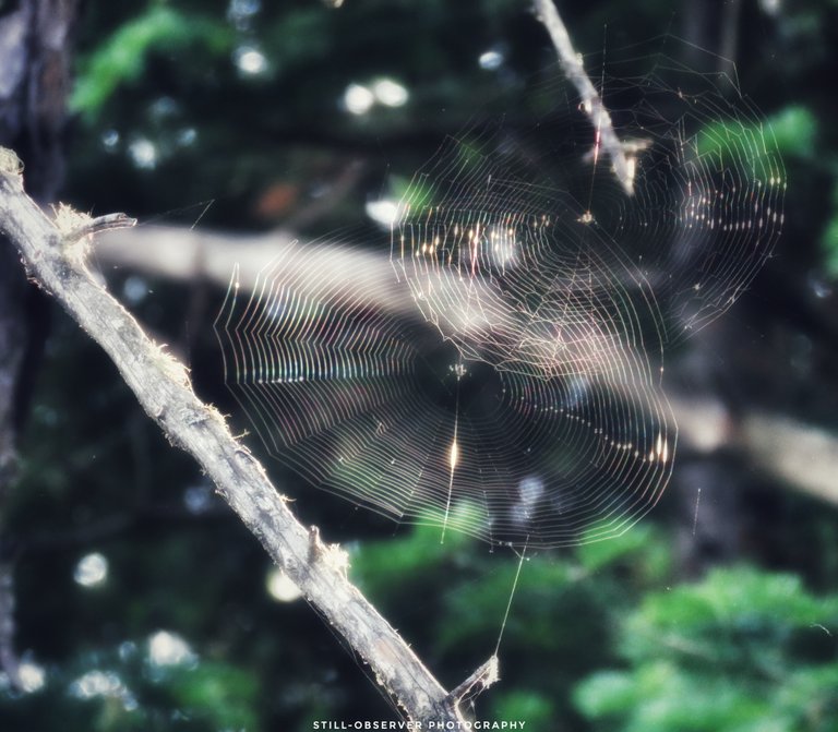 Spiders Web.jpeg