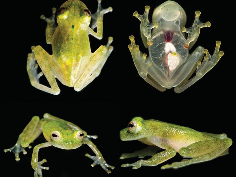 glass_frog.jpg