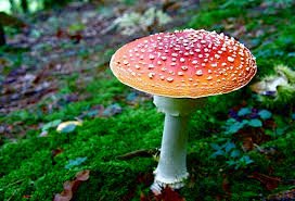 coyote-herbs.com amanita muscaria.jpg