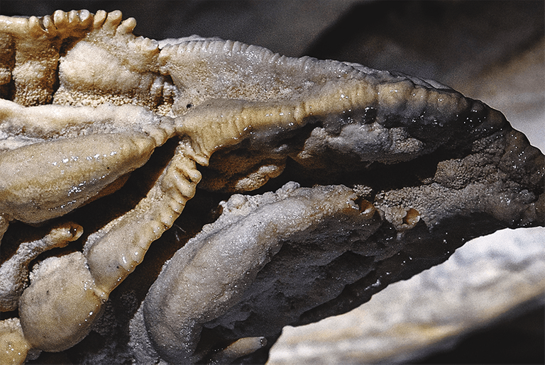 crimsonclad aranui cave formations in new zealand detail