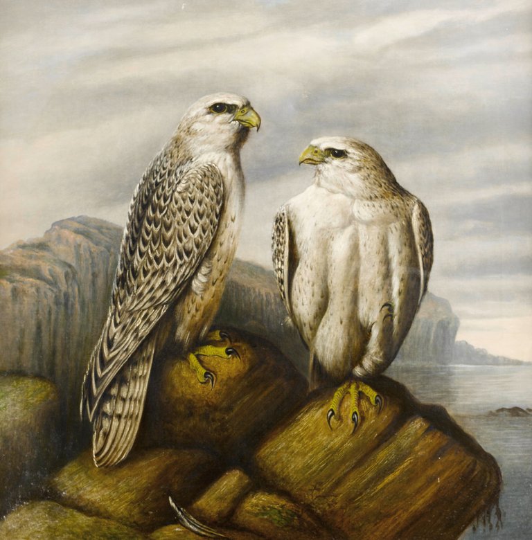 Josef_Wolf_(attr)_Gyr_falcons_on_a_rocky_ledge.jpg