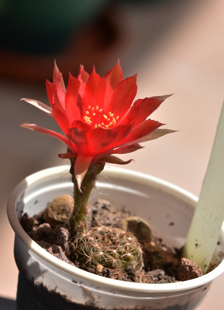 Lobivia arachnacantha v. vallegrandensis 4.jpg