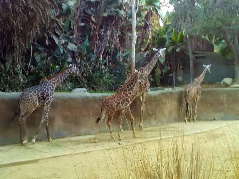 Vanja Avedal, Jeronimo Rubio, Los Angeles Zoo, 2017, Los Angeles California (23).jpg