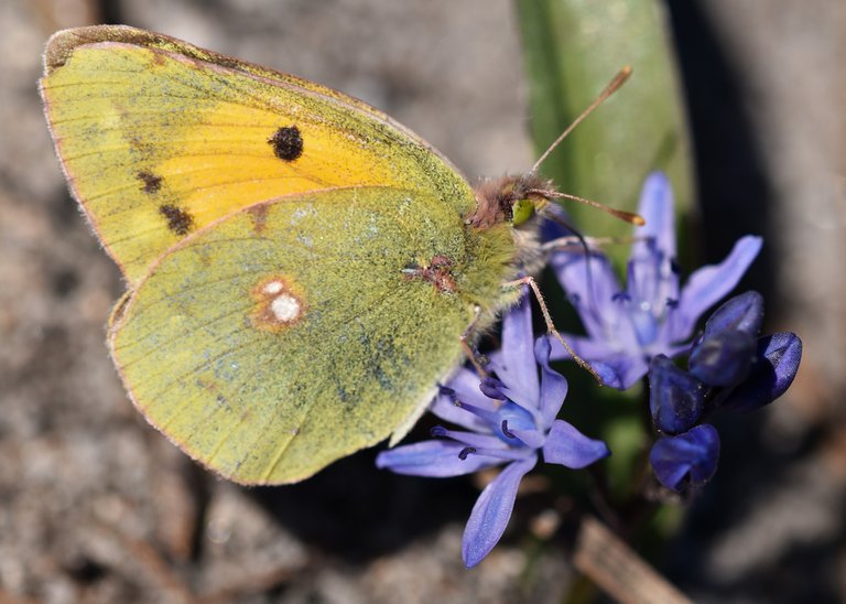 Clouded Yellow Butterfly Colias croceus 3.jpg