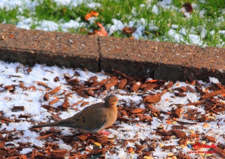 Mourning Dove PFW01-14.JPG